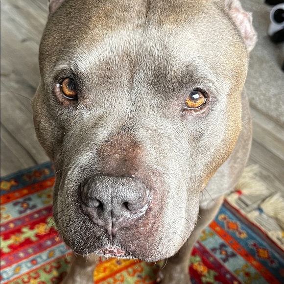 Meet your Posher, Lisa - Picture 3 of 3